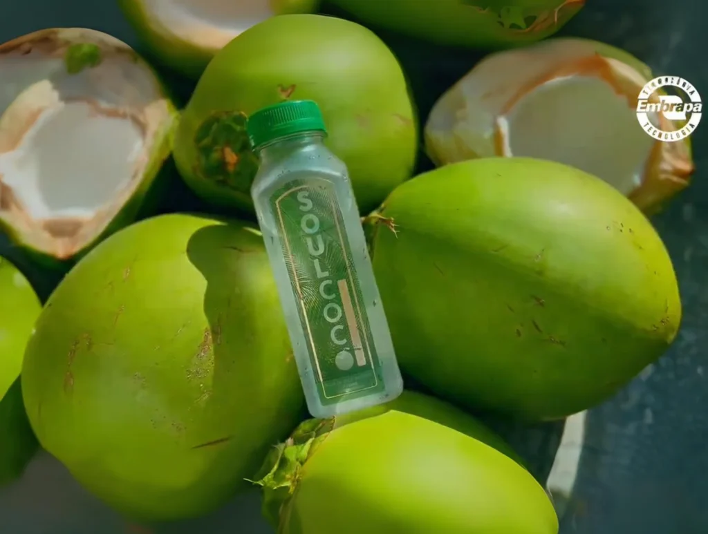 Garrafa de água de coco Soulcoco entre cocos verdes